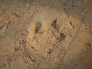 footprint
